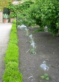 garden row of glass bell cloches